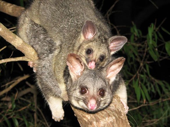 Scapegoating Possums: Iffy Science, Demonizing Psychology, and Fiery ...