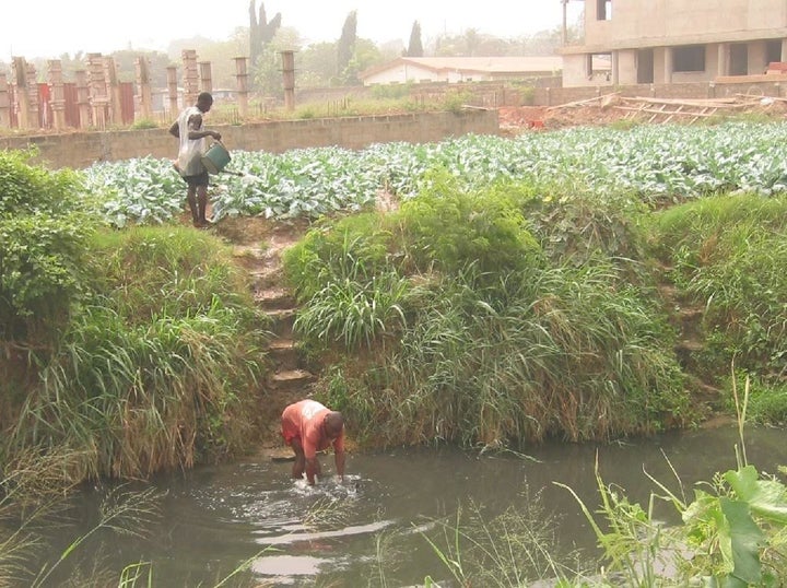 Farmers in the booming Ghanaian capital of Accra irrigate leafy greens with water from a nearby stream. 