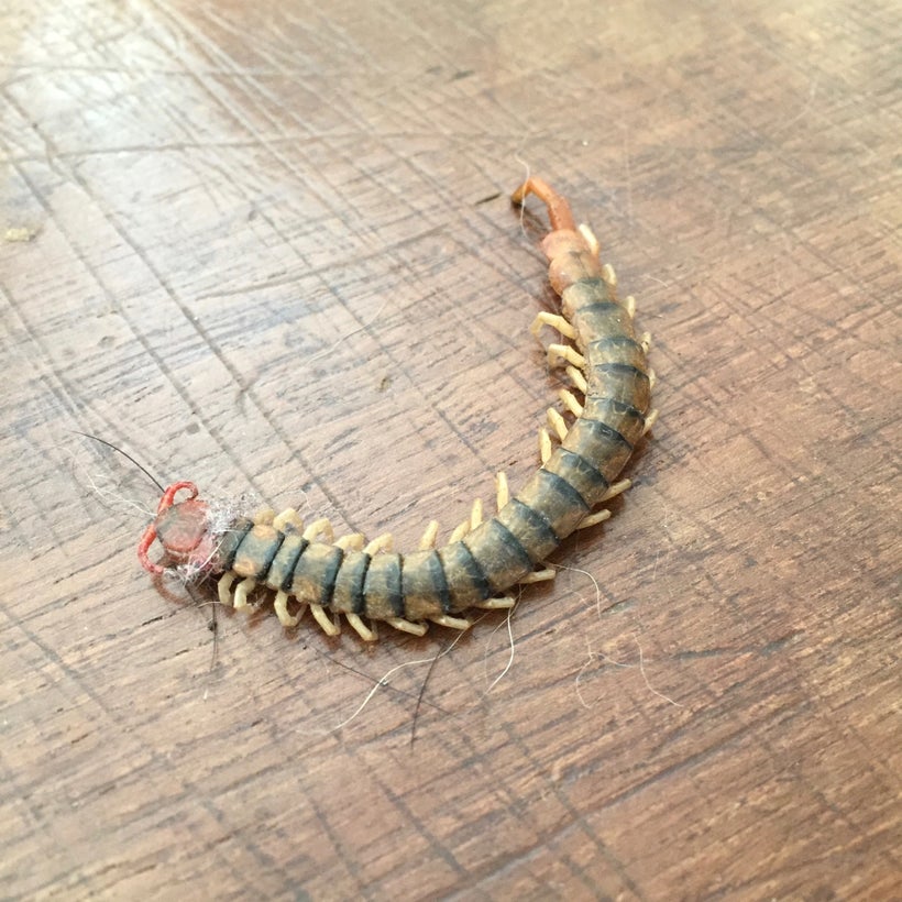 Luckily this centipede was already dead when we found it.
