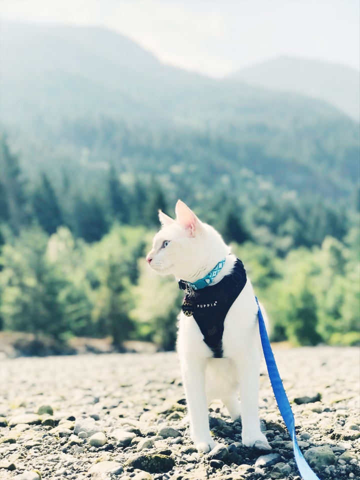 <p>Parker Blue on the Beach at Porteau Cove in British Columbia</p>
