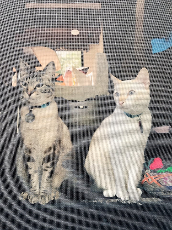 <p>Parker Blue and Java in their favourite spot...sitting on the step of the Motorhome. </p>