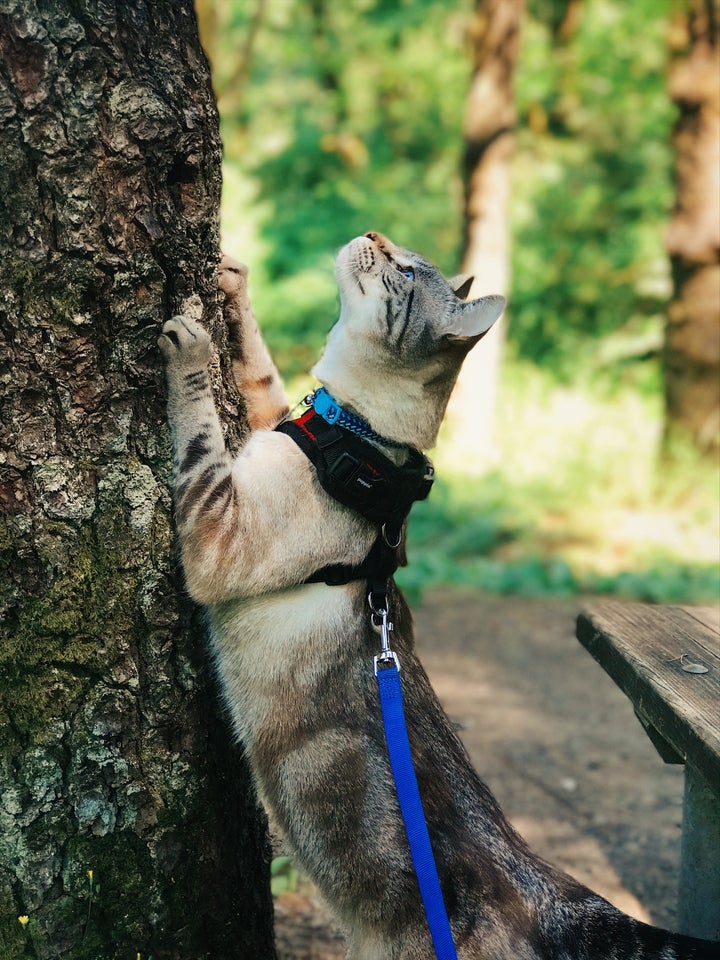 <p>Java loves trees!</p>