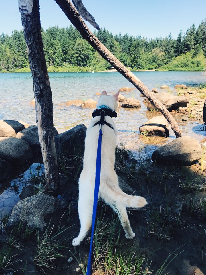 Parker Blue getting water-curious at Sproat Lake, Vancouver Island