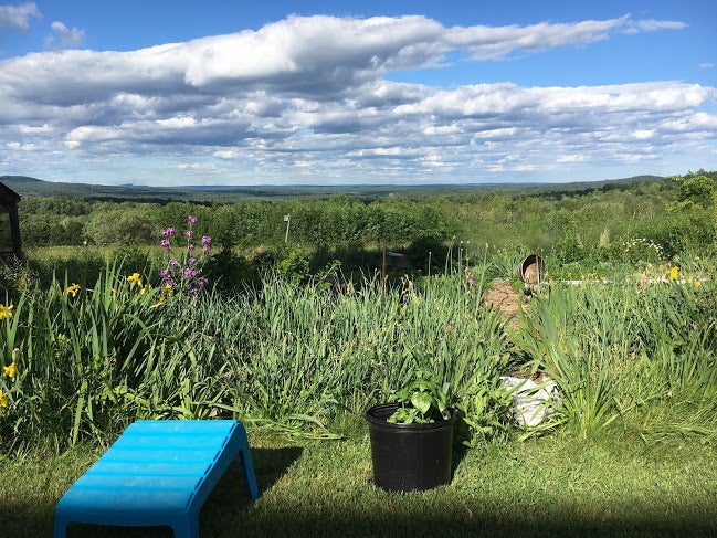 A Maine Landscape