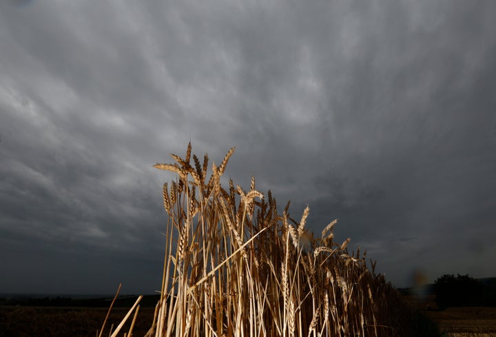 Cloud cover and excess rain are causing major fluctuations in global wheat harvests.