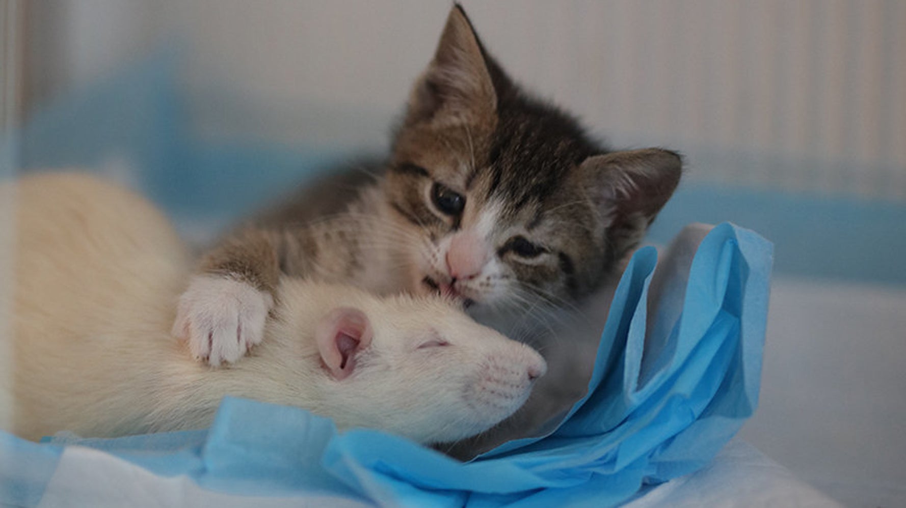 Fearless Rats Are Caring For Orphan Kittens At This Magical Cat