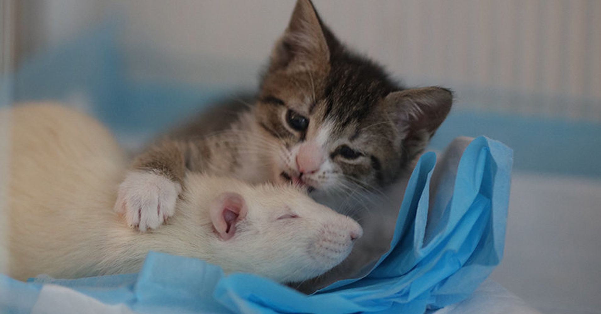 Fearless Rats Are Caring For Orphan Kittens At This 