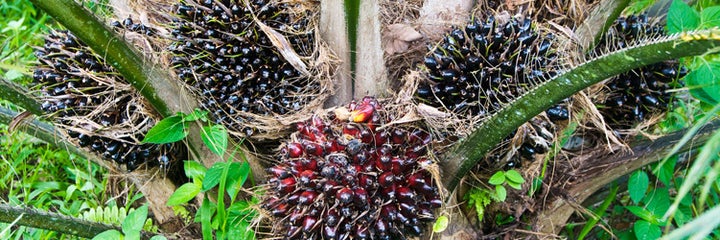 Oil palm fruit bunches