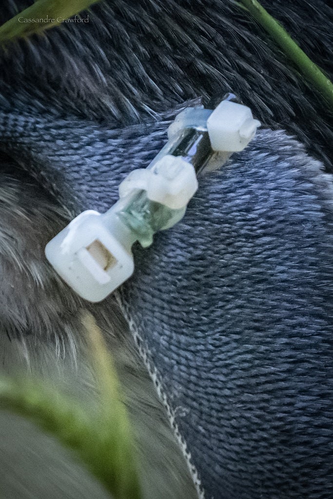 <p>RFID tag attached to little penguin to monitor swimming behavior</p>