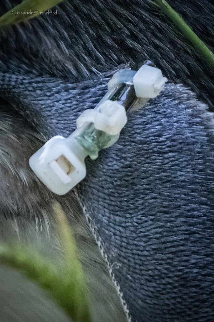 RFID tag attached to little penguin to monitor swimming behavior