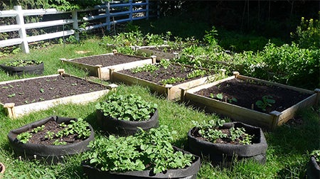 One of many therapeutic gardens on McLean’s campus