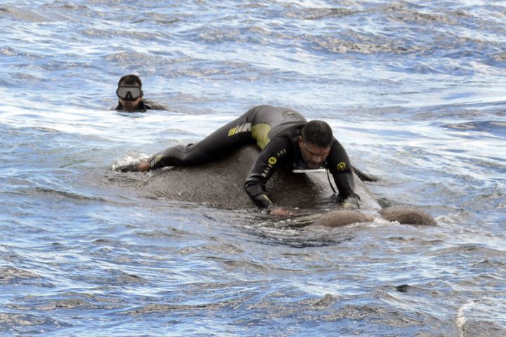 This handout photo from the Sri Lankan Navy shows a rescue worker tying a rope around the elephant.