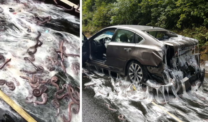 A slimy crash closed Highway 101 in Oregon.