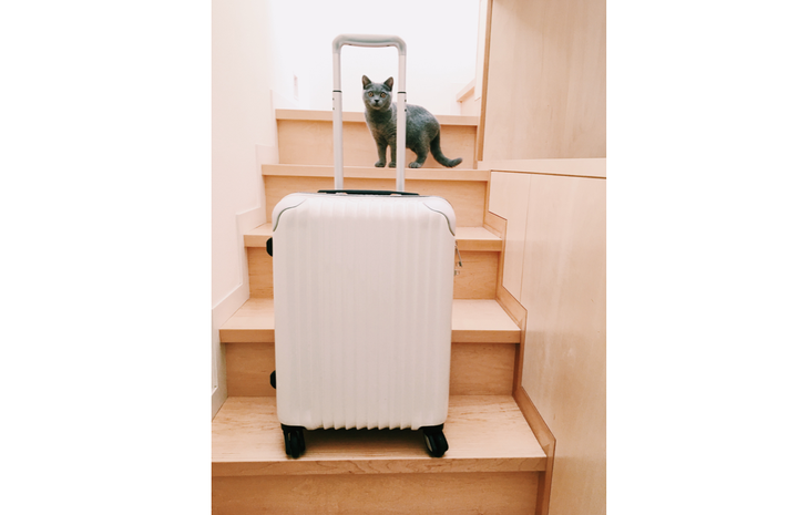 <p>Sumire, a british short hair cat, welcomes guests.</p>