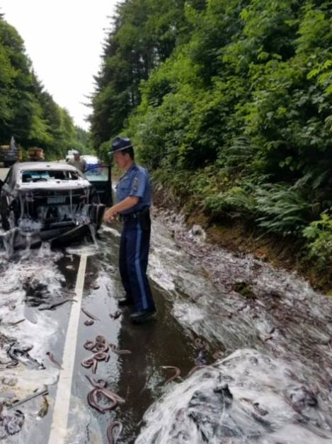 The eels were on route to Korea where they are considered a delicacy 