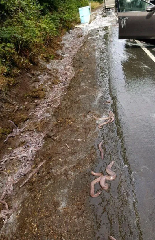 Slime Eels Car  Know Your Meme