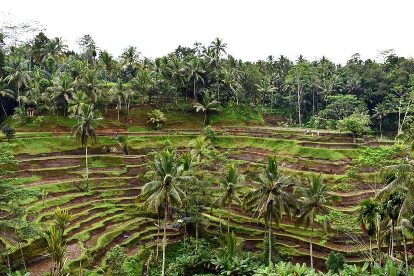 The stunning rice terrace near Ubud.