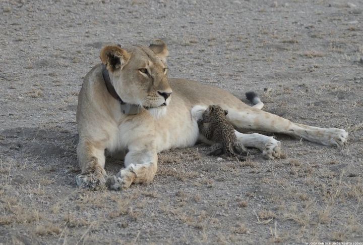A lioness known as Nosikitok, wearing a tracking collar from a conservation group, nurses a young leopard cub in what experts say is a never-before-seen occurrence between different cat species.