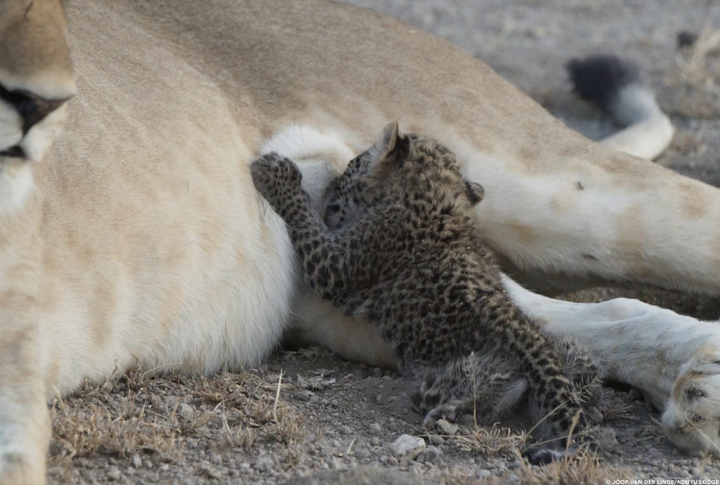 A closeup of Nosikitok and the cub.