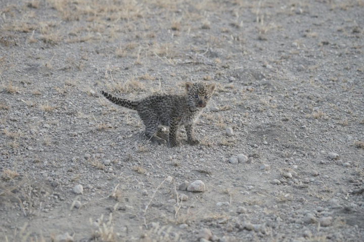 The little leopard's fate is uncertain.