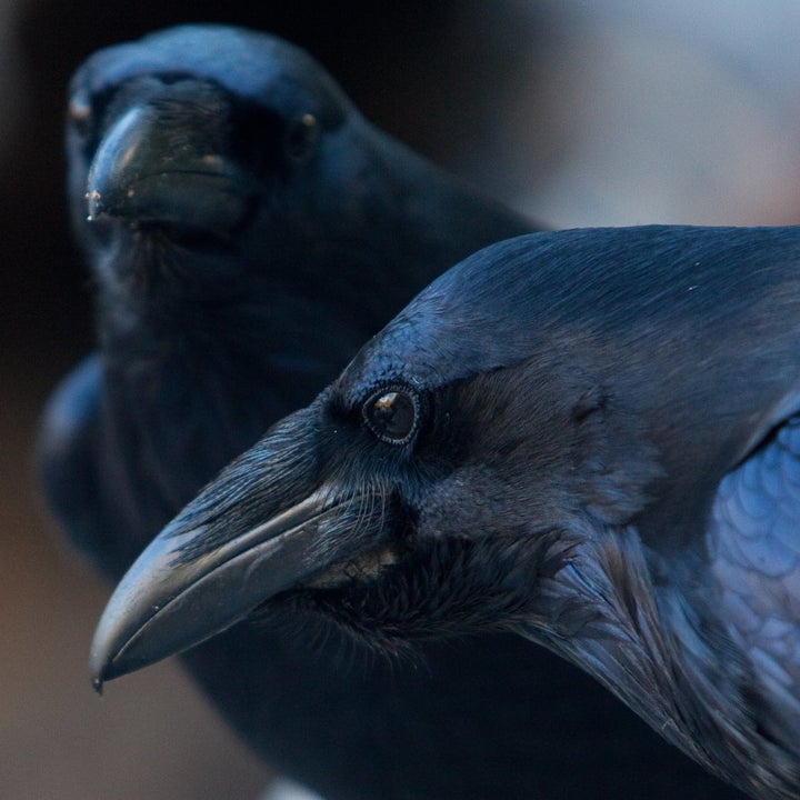 Did you think ravens weren't smart? Nevermore. 