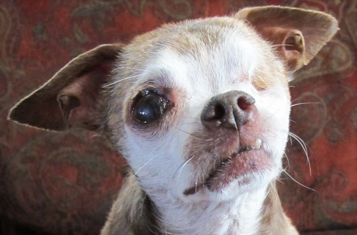 Harley suffered 10 years of abuse in a small cage in a puppy mill, producing hundreds of puppies which were sold in pet stores across the USA.