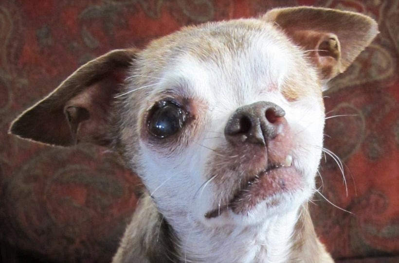 Harley suffered 10 years of abuse in a small cage in a puppy mill, producing hundreds of puppies which were sold in pet store