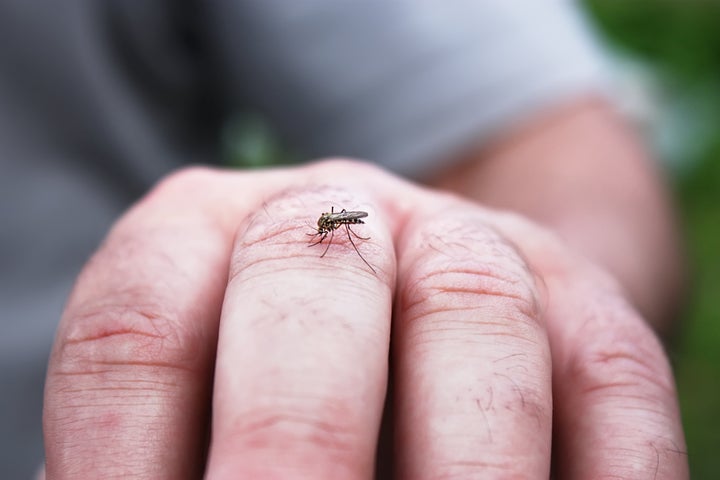 Only the female mosquito bites and thus is able to spread diseases.