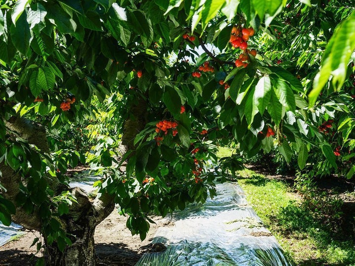 <p>Strips of mylar reflect sunlight onto the bottom of the cherries for an extra kiss of sunlight.</p>