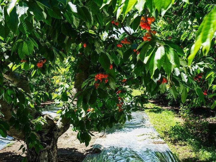 Strips of mylar reflect sunlight onto the bottom of the cherries for an extra kiss of sunlight.