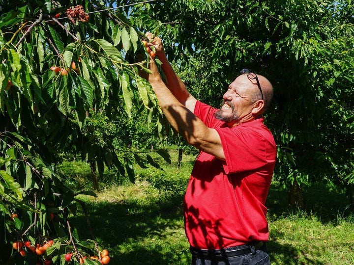 <p>Alfonso Alvarez on his 42-acre cherry orchard.</p>