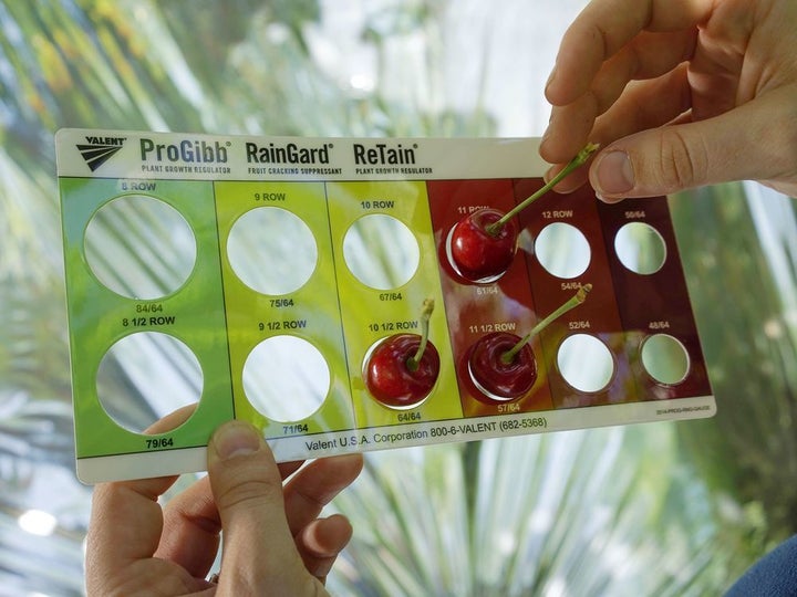 <p>How do you know a cherry is ready? This handy cheat sheet, for a start.</p>