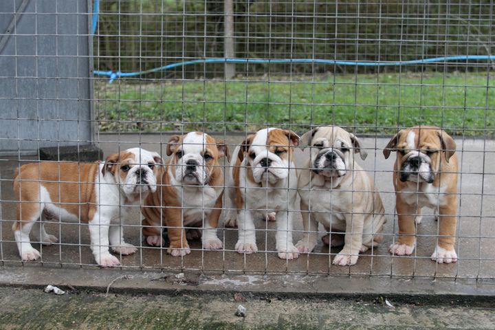 In March 2017 a litter of five English Bulldogs were seized at Dover on suspicion of being underage.