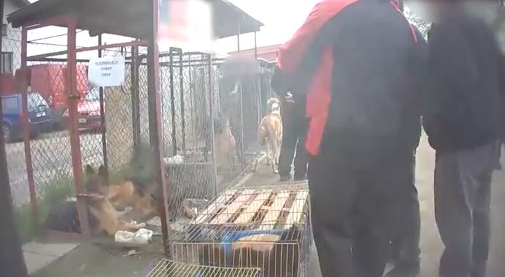 Undercover footage shows puppies living in 'horrific' conditions in Europe.