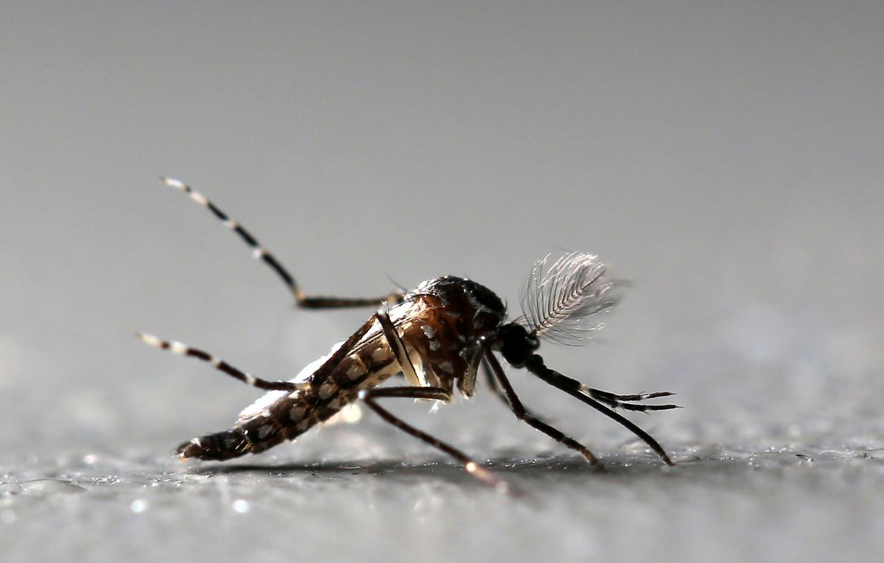 Aedes aegypti mosquitoes carry dengue fever.