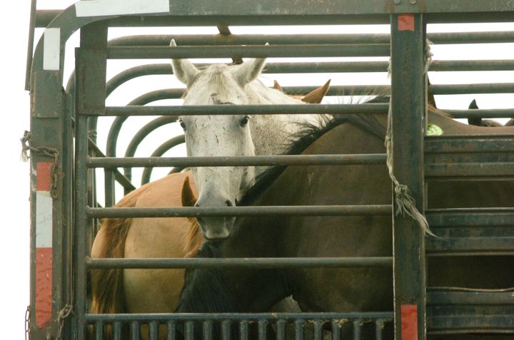 Horses Transported for Slaughter