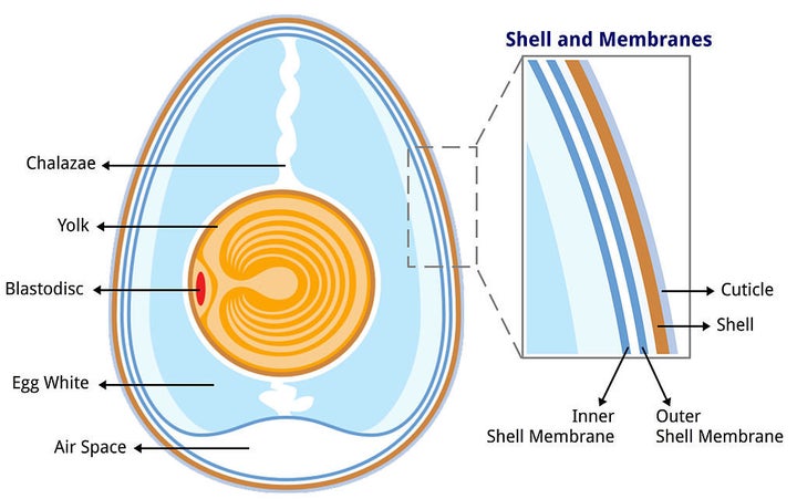 A look at all the parts that make up the egg. 