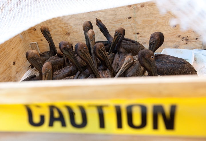 Oil-covered brown pelicans found off the Louisiana coast after the BP Deepwater Horizon oil spill in the Gulf of Mexico wait in a holding pen for cleaning in June, 2010.