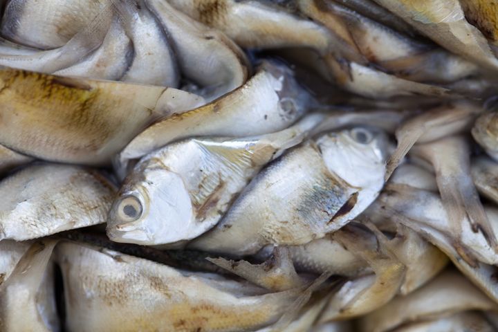 One of the fish kills in Louisiana following the 2010 BP oil spill in the Gulf of Mexico.