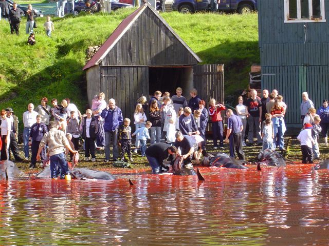 Spectators of all ages watching the slaughter of pilot whales in Faroe Islands