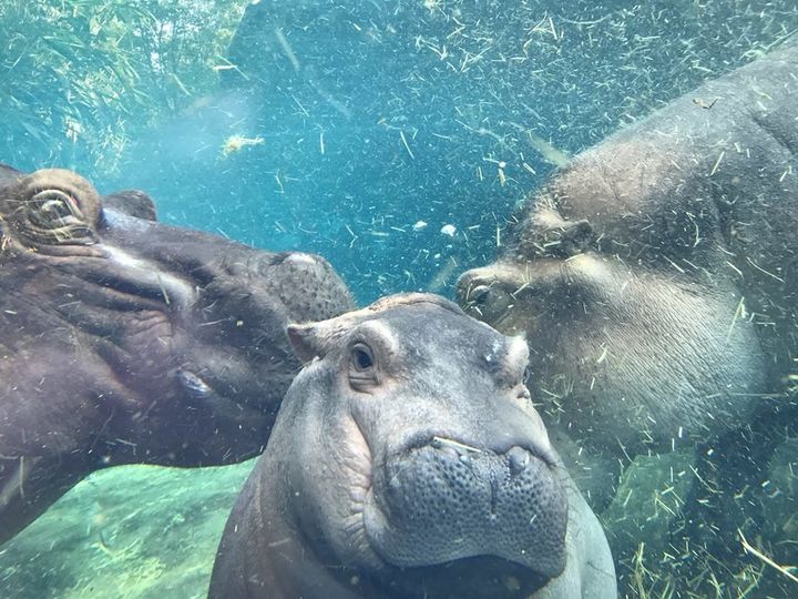 A new ice cream flavor has been named after the internet's favorite baby hippo.