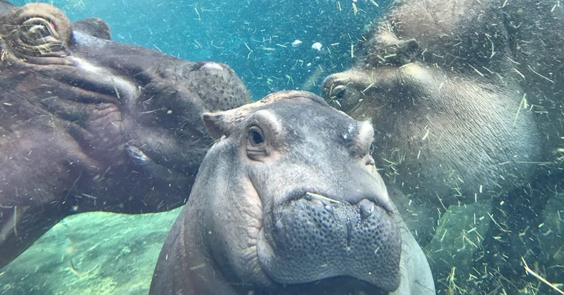 Fiona, Cincinnati's Adorable Baby Hippo, Gets Her Own Ice Cream Flavor - HuffPost