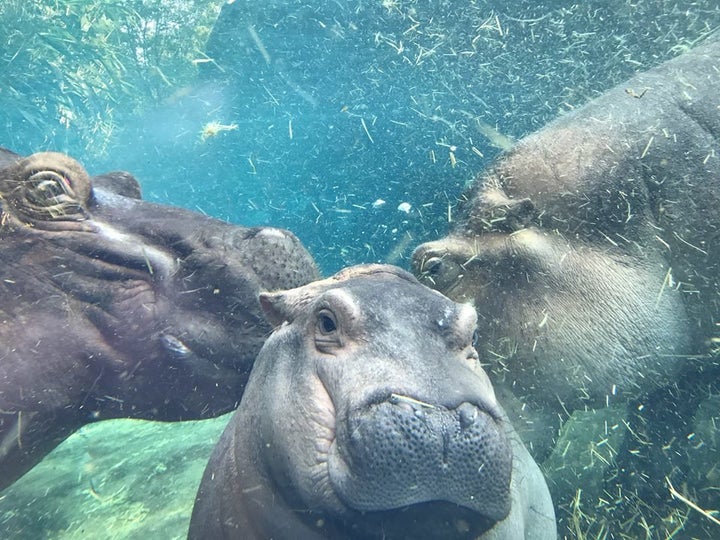 Fiona, underwater.