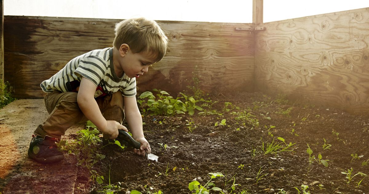 Children ground. Toprak маленький мальчик. Сажаем сами. Посадка дерева Wallpaper. Фото мальчика садит лес для презентации.