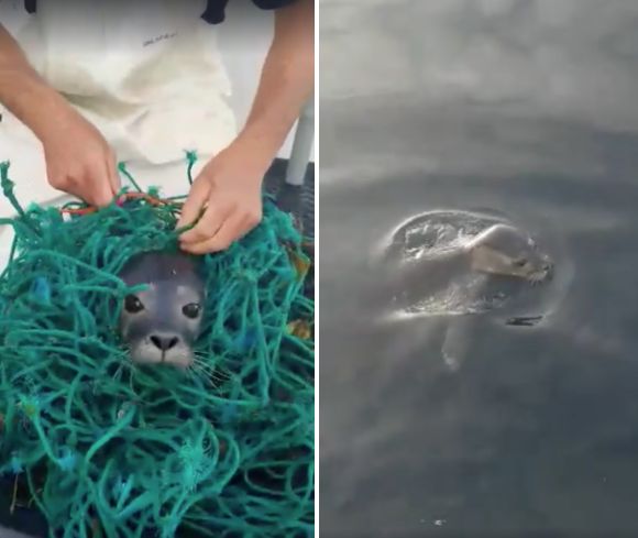 An adorable seal pup was filmed being cut free from a fishing net before dropped back into the water.