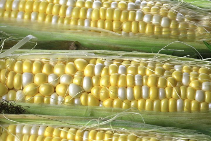 This is sweet corn. The kernels are juicy and sweet -- that's how it got its name.