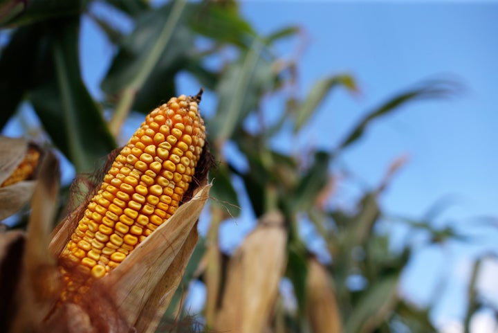 This is field corn. It sits on the stalk longer to let the kernels dry out.