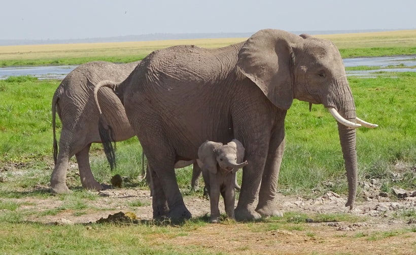 <em>Elephant with baby at Maasai Mara National Reserve</em>