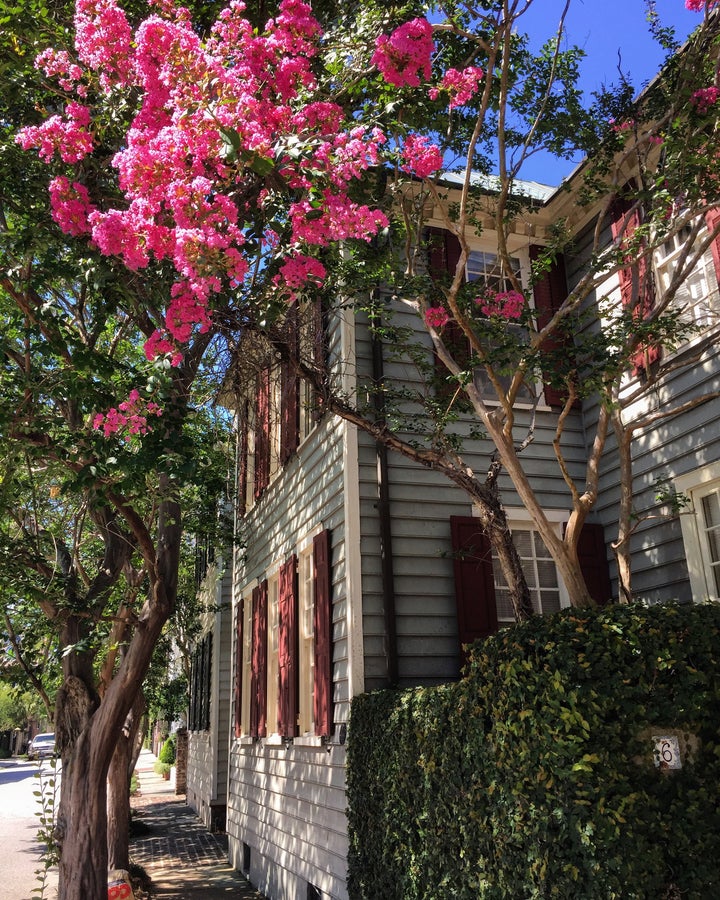 Even the trees are colorful in Charleston