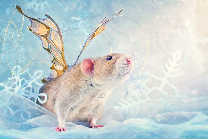 えっ ネズミってこんなに可愛かったの モフモフキュートな写真集に目が釘付け ハフポスト Life